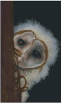 (image for) Fuzzy Wuzzy Owl